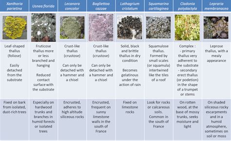 Why Are Lichens a Good Pioneer Species