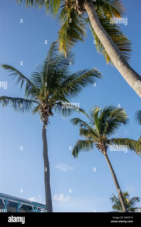 Coconut Palm Trees Cocos Nucifera With Fruit Against A Blue Sky On St