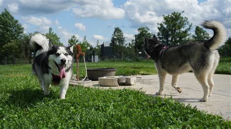 Symptoms, vaccine, cause: Here's what you need to know about distemper