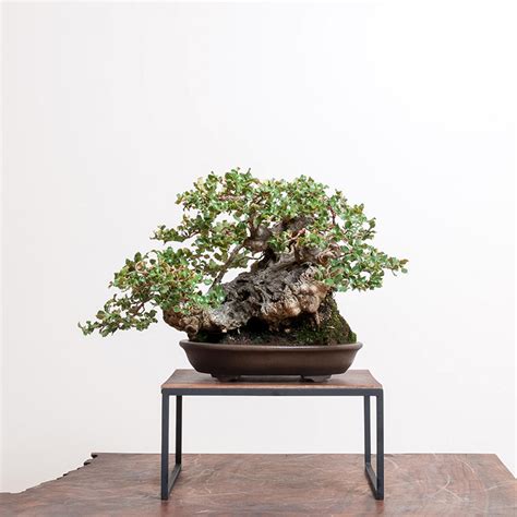 Coast Live Oak Bonsai Guide | Bonsai Mirai