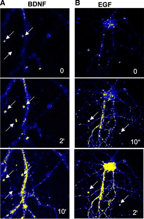 Fret Analysis Of Calpain Activation In Primary Hippocampal Neuronal