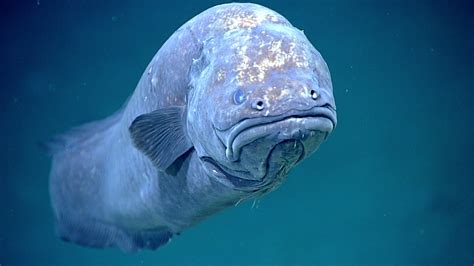 Grumpy Cusk Eel | A particularly grumpy-looking ophidiiform … | Flickr