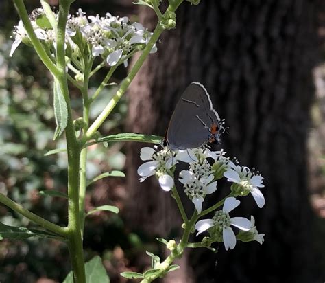 Gray Hairstreak From Manchester Rd Se Townsend Ga Us On October