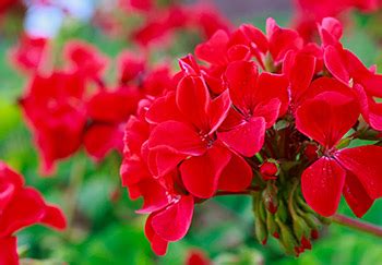 Your Guide To Pelargoniums Geraniums JParkers Atelier Yuwa Ciao Jp