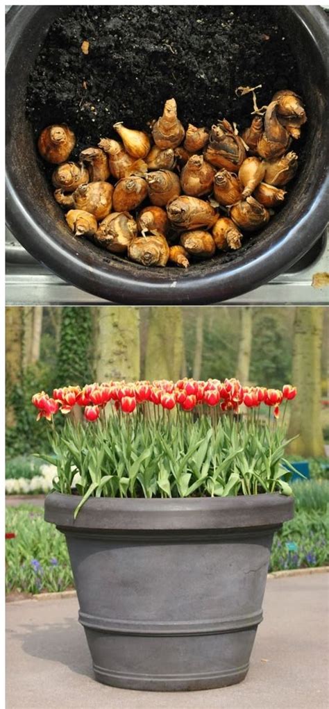 How To Grow Tulips In A Pot Growing Tulips Planting Tulips Garden Bulbs