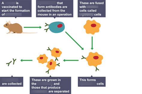 Biology - Monoclonal Antibodies Diagram | Quizlet