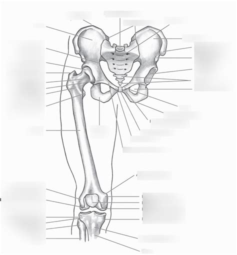 Right Pelvis And Femur Anterior View Diagram Quizlet