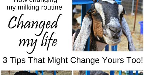 How Changing My Milking Routine Changed My Life - Oak Hill Homestead