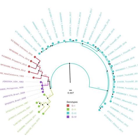 Maximum Likelihood Phylogenetic Tree Inferred By Using Sequences From