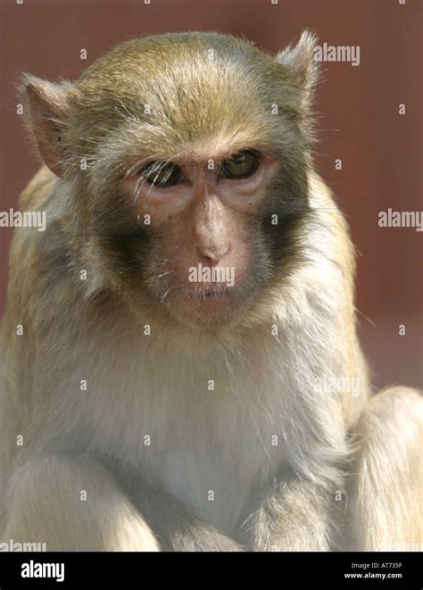 Rhesus monkey Stock Photo, Royalty Free Image: 1667934 - Alamy