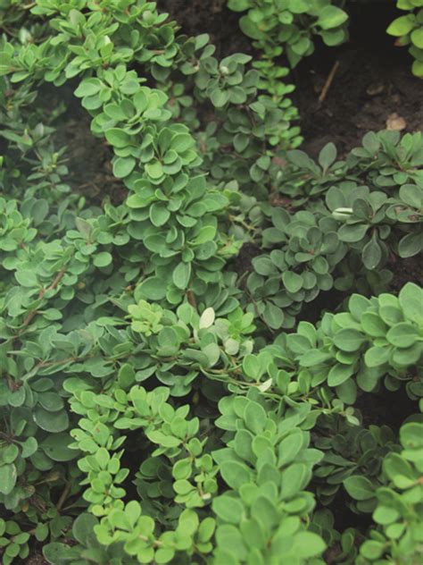 Барбарис Тунберга "Green Carpet" | Euro-plant