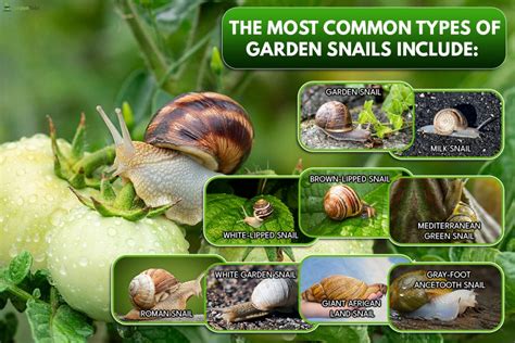 Most Common Types Of Garden Snails How To Identify Them