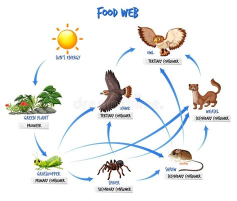 Conceito De Diagrama Da Cadeia Alimentar Ilustra O Do Vetor