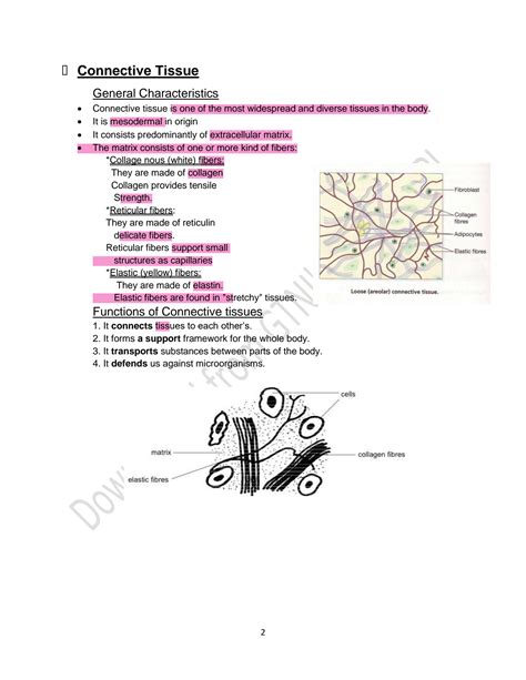 SOLUTION 2 Chap 4 Lesson2 Connective Muscle And Nervous Tissues