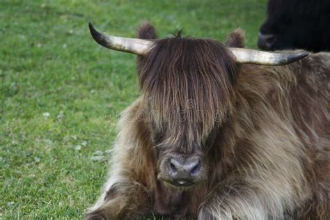 Vaca Das Montanhas Gado Pele Marrom Chifres Grandes Das Montanhas