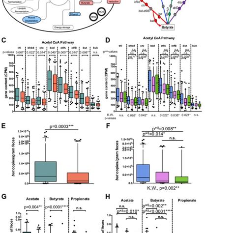 Functional Metagenomic And Metabolomic Analyses Gut Bacterial Download Scientific Diagram