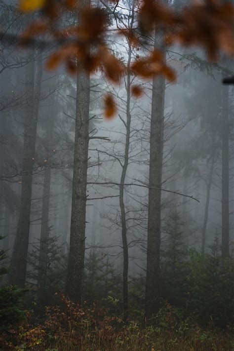 Scary Foggy Forest · Free Stock Photo