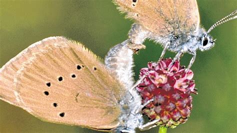 Lebensräume der Schmetterlinge pflegen