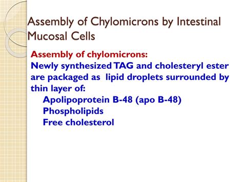 Ppt Biochemical Aspects Of Digestion Of Lipids Powerpoint