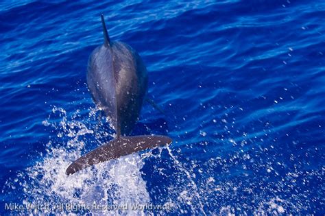 Spinner Dolphin with Yap Divers - Manta Ray Bay Hotel by Mike Veitch