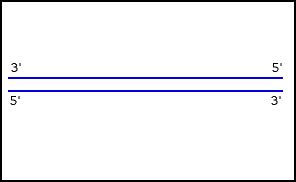 My Biology Blog: DNA Replication