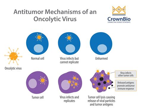 Oncolytic Viruses In Cancer Therapy