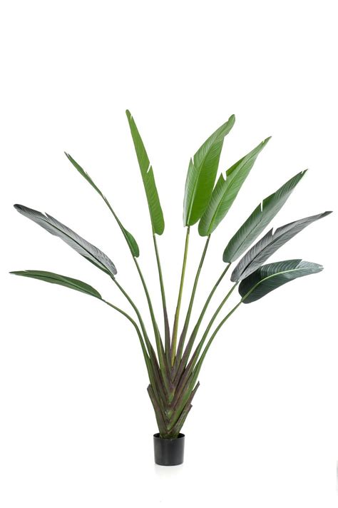 Strelitzia Nicolai 190cm Kunstplant Flowers By F R I T S Witte