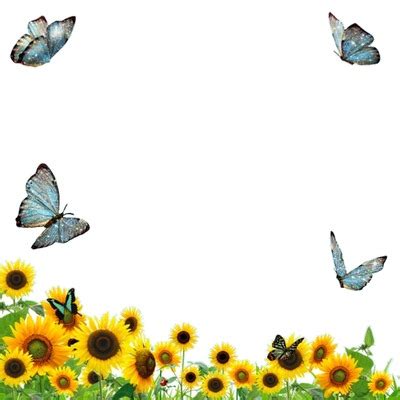 Marco Girasoles Y Mariposas Montage Photo Pixiz