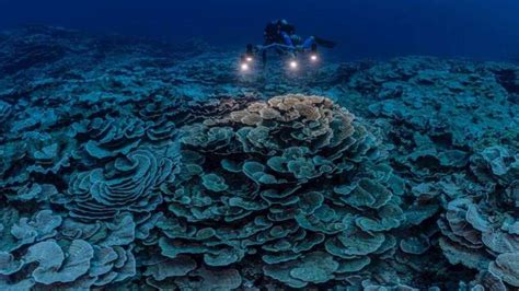 Una Barriera Corallina Incontaminata Lunga 3 Chilometri La