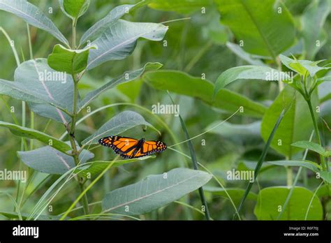 Monarch Butterfly Danaus Plexippus On Milkweed Late Summer Mn Usa By Dominique Braud