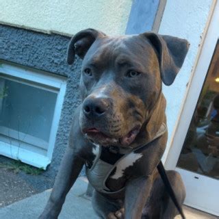 1 år gammal American Bully säljs av Akad från Huskvarna Skaffa Hund