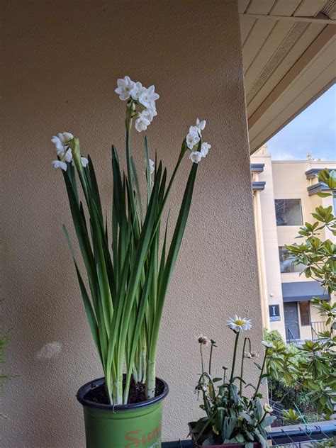 Blooming narcissus! : r/plant