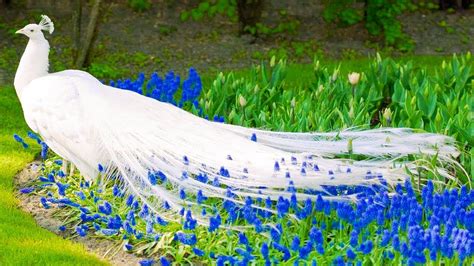 Dancing Peacock Images In Rain