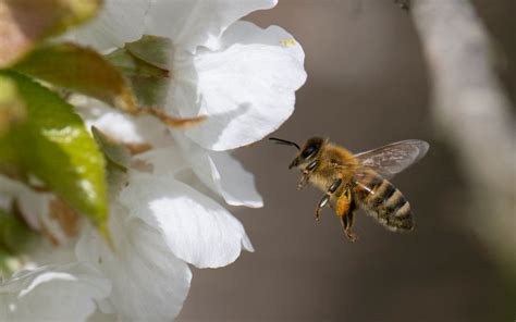 North Americas Butterflies Bees Suffer From Population Decline Due To