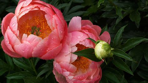 How To Grow Peonies In Pots Top Tips For Beautiful