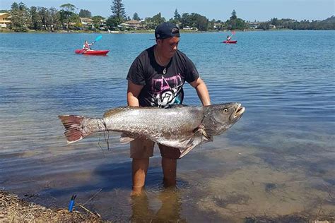 Photo Gallery Narrabeen Bait And Tackle Narrabeen Bait Tackle