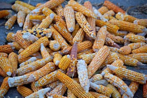 Premium Photo | Dry corn on the sun in the village