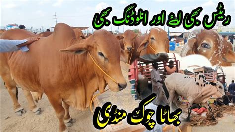 Bhatta Chowk Mandi Rawalpindi 2k23 Sahiwal Ka Rates Qurbani Eid