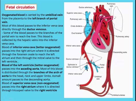 Steps Of Fetal Circulation