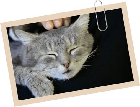 Sleeping Respiratory Rate Log | Hometown Animal Clinic