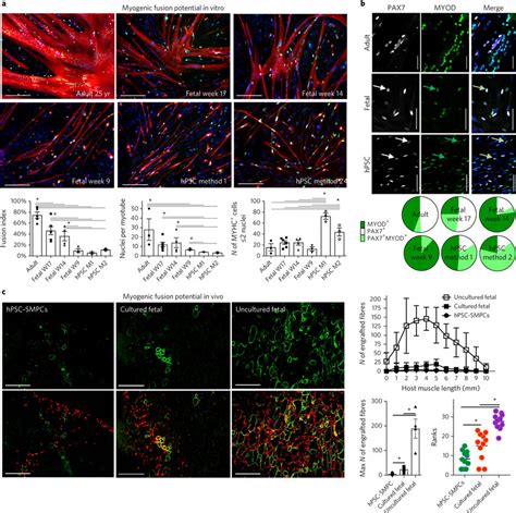 Hpsc Smpcs Have Reduced In Vitro And In Vivo Myogenic Potential