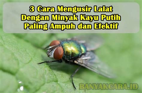 3 Cara Mengusir Lalat Dengan Minyak Kayu Putih Paling Ampuh Dan Efektif