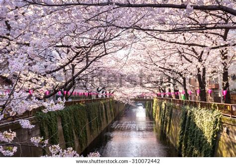 Cherry Blossom Lined Meguro Canal Tokyo Stock Photo