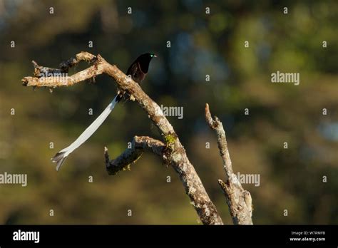 Ribbon Tailed Astrapia Astrapia Mayeri Adult Male Possible Hybrid