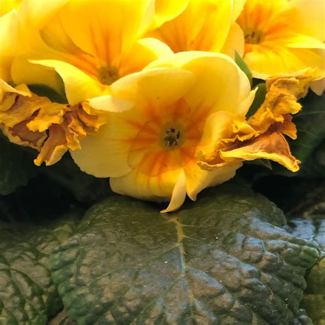 What Should I Do When Common Primrose Leaves Turn Yellow?