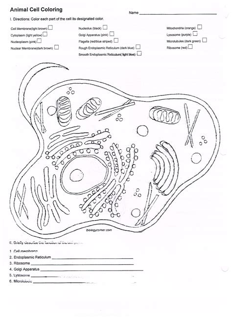 Animal Cell Coloring Worksheet – Imsyaf.com