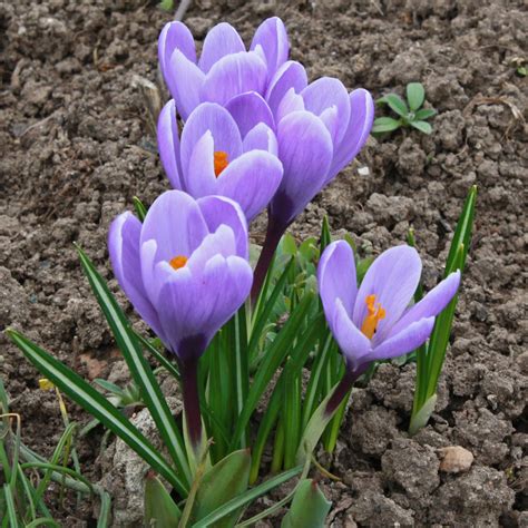 Fr Hlings Krokusse Gro Blumige Krokusse Crocus Hybriden