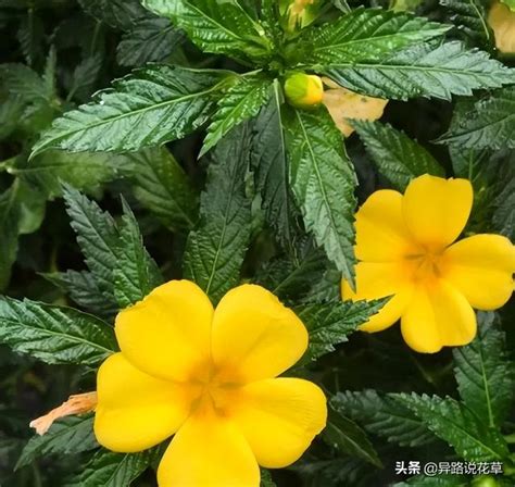 時鐘花:會開放又會休息的高貴規律之花,有「愛在你身邊」的寓意 每日頭條 時鐘花:會開放又會休息的高貴規律之花,有「愛在你身邊」的寓意 每日頭條