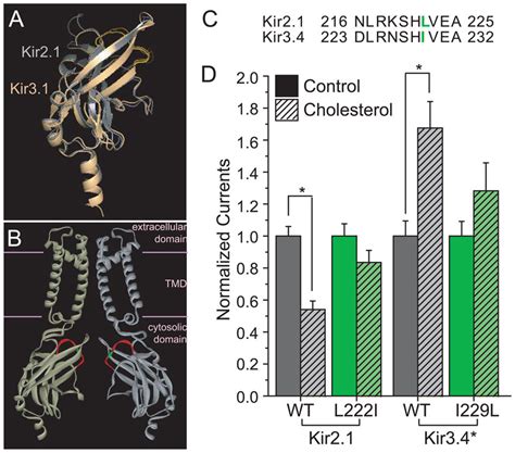 Effect Of Mutation In The Cd Loop Of Kir And Kir On Cholesterol