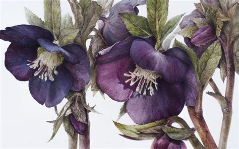 Elaine Searle Botanical Painter Tuttart